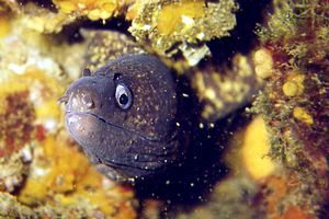Murena (Muraena helena)