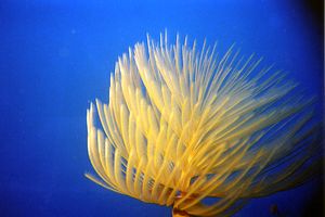 Spirografo (Sabella spallanzanii)