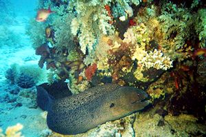 Murena gigante (Gymnothorax javanicus)