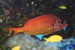 Pesce scoiattolo spinoso (Sargocentron spiniferum)