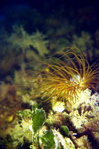 Cerianto (Cerianthus membranaceus)