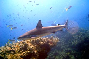 Squalo orlato (Carcharhinus limbatus)