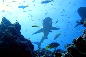 Squalo orlato (Carcharhinus limbatus)