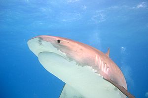 Squalo Tigre (Galeocerdo cuvier)