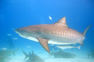 Squalo Tigre (Galeocerdo cuvier)
