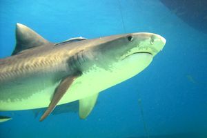 Squalo Tigre (Galeocerdo cuvier)