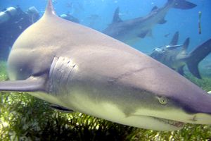 Squalo limone (Negaprion brevirostris)