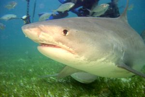 Squalo Tigre (Galeocerdo cuvier)