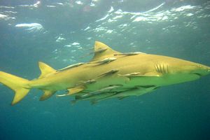 Squalo limone (Negaprion brevirostris)