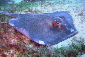 Razza (Dasyatis americana)