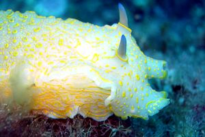 Doride dipinto (Hypselodoris picta)