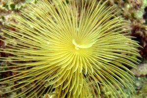 Spirografo (Sabella spallanzanii)