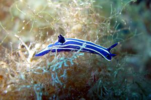 Doride di Orsini (Hypselodoris orsinii)