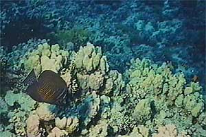 Pesce chirurgo zebra (Zebrasoma desjardinii)