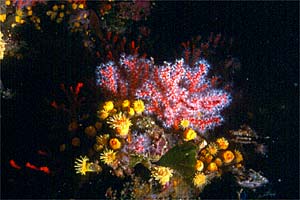 Corallo rosso (Corallium rubrum)