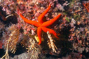 Stella rossa (Echinaster sepositus)