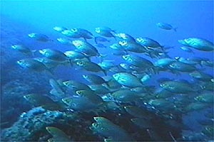 Sarago tropicale (Diplodus noct)