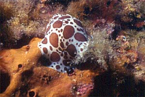 Vacchetta di mare (Discodoris atromaculata)