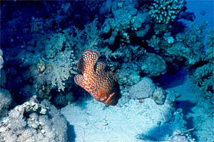 Cernia miniata (Cephalopholis miniata)