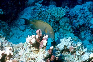 Pesce chirurgo bruno (Acanthurus nigrofasciatus)