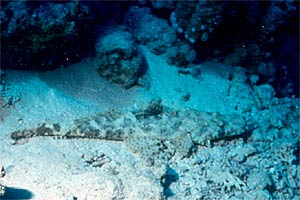 Pesce coccodrillo (Papilloculiceps longiceps)