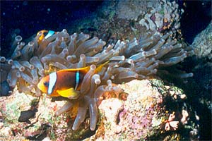 Pesce pagliaccio (Amphiprion bicinctus)