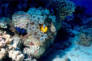 Pesce pagliaccio (Amphiprion bicinctus)