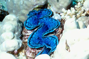 Tridacna (Tridacna maxima)