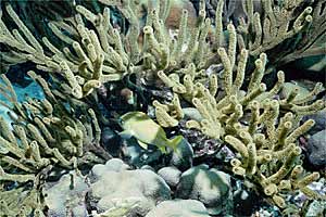 Cernia dei coralli (n.d. n.d.)