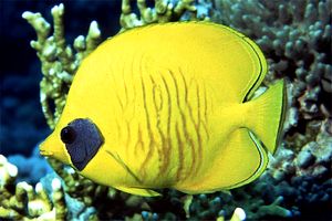 Pesce farfalla semimascherato (Chaetodon semilarvatus)