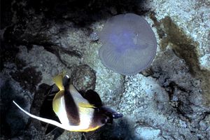 Medusa quadrifoglio (Aurelia aurita)