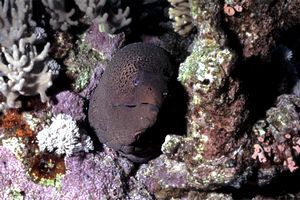 Murena gigante (Gymnothorax javanicus)