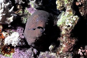 Murena gigante (Gymnothorax javanicus)