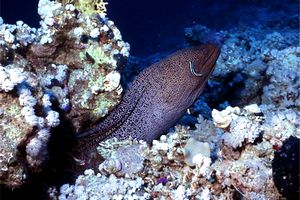 Murena gigante (Gymnothorax javanicus)