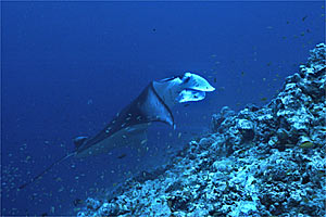 Manta (Manta birostris)