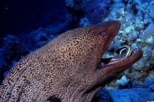 Murena gigante (Gymnothorax javanicus)