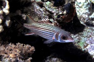 Pesce scoiattolo di Sammara (Neoniphon sammara)