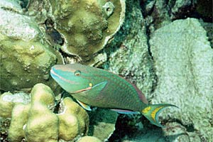 Pesce pappagallo di fuoco (Sparisoma viride)