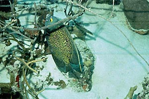 Pesce angelo francese (Pomacanthus paru)