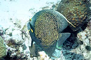 Pesce angelo francese (Pomacanthus paru)