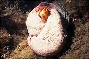 Polpo comune (Octopus vulgaris)