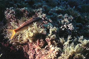 Triglia di scoglio (Mullus surmuletus)