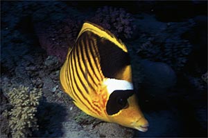 Pesce farfalla fasciato (Chaetodon fasciatus)