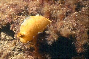 Doride dipinto (Hypselodoris picta)