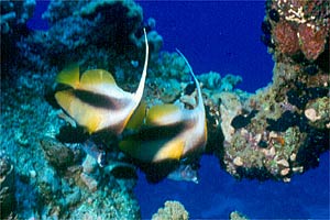 Pesce bandiera (Heniocus intermedius)