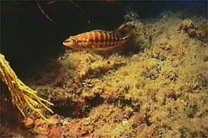 Perchia (Serranus cabrilla)