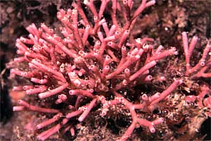 Alga calcarea (Tricleocarpa fragilis)