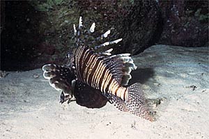 Pesce cobra (Pterois miles)