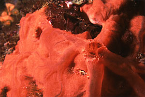 Spugna rossa (Spirastrella cunctatrix)