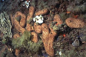 Spugna patata (Chondrosia reniformis)